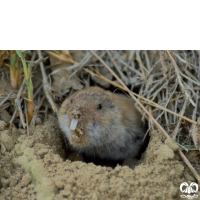 گونه ول حفار ترکمنی Northern Mole-Vole